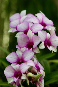 Close-up of pink flowers blooming outdoors