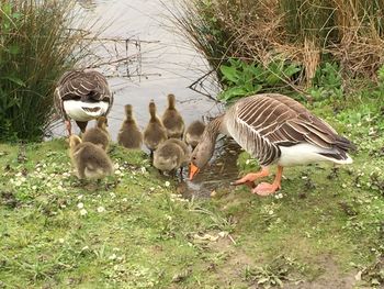 Ducks on the lake