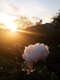 Close-up of white flower on field against sky during sunset