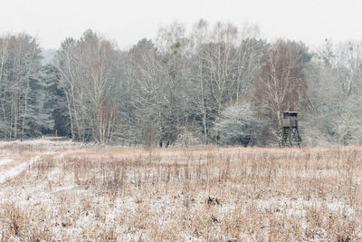 Bare trees on field