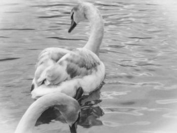 Swan swimming in lake