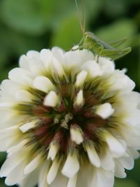 Close-up of insect on flower