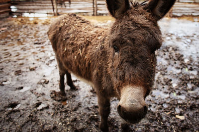 Horse standing in the ground