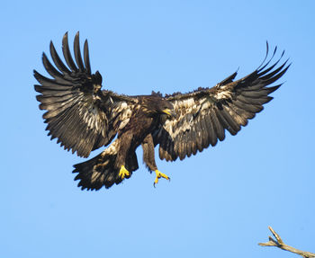 Juvenile bald eagle fledgling first flight lands on tree