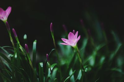 Close-up of pink crocus flowers on field