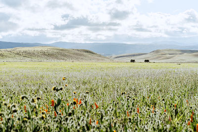 Scenic view of grassy field against cloudy sky