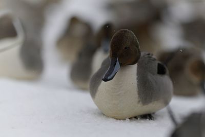 Close-up of bird on snow