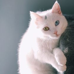 Close-up portrait of white cat