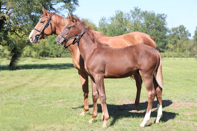 Horse standing on field