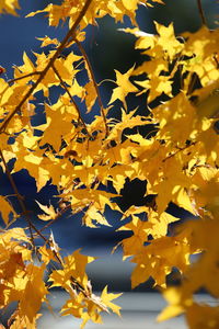 Close-up of yellow flowering plant during autumn