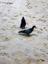 High angle view of birds on beach