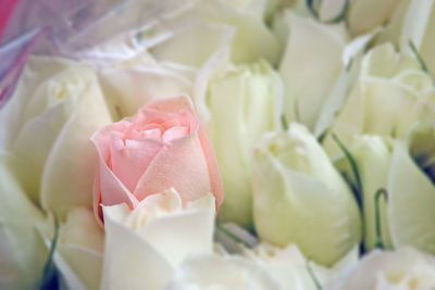 Close-up of rose bouquet for sale at market stall