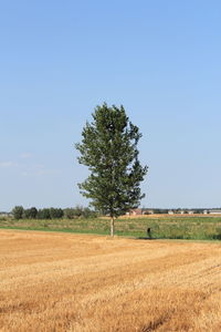 Scenic view of field against clear sky