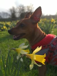 Close-up of a dog on field