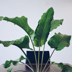 Close-up of fresh green plant against sky