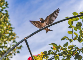 Low angle view of bird flying against sky