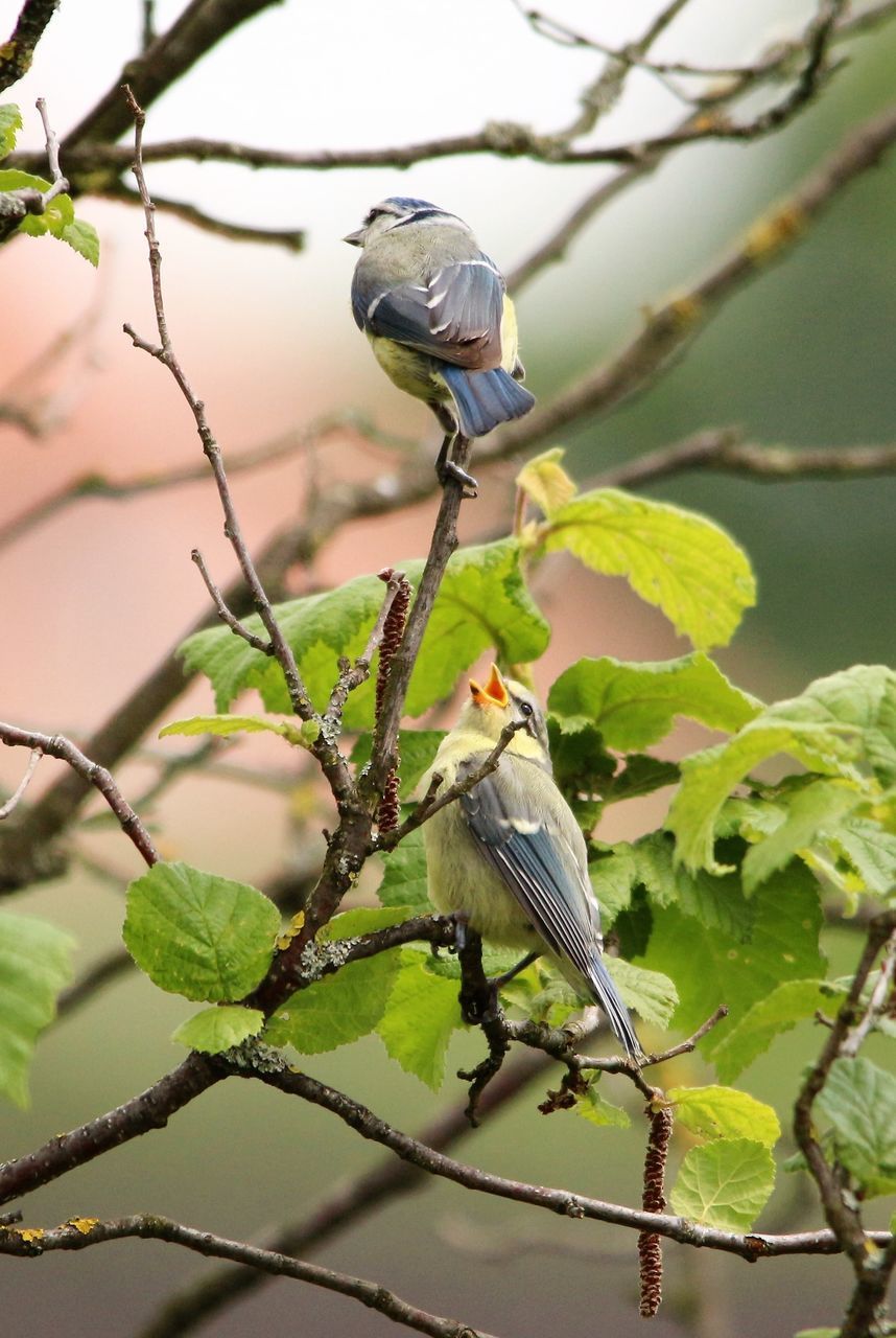 CLOSE-UP OF BIRD PERCHING ON A TREE