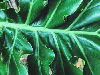 Full frame shot of leaves