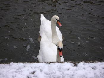 White swan swimming on lake