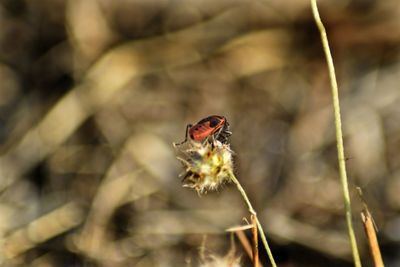 Close-up of bee on plant