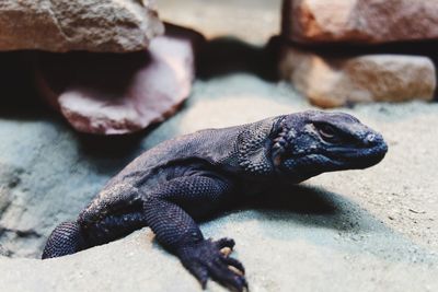 Close-up of lizard on rock at beach