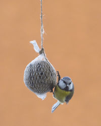 Close-up of bird perching on fruit