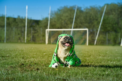 Dog pug as a mascot soccer. the pug wears a bathrobe with soccer motives. he is attentive