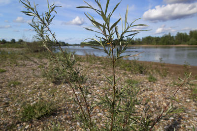 Plants growing on land against sky