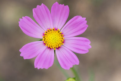 Close-up of pink flower