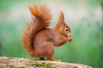 Close-up of squirrel