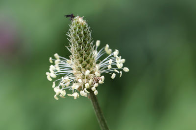 Close-up of fly pollinating and resting on flower