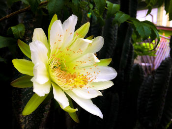 Close-up of water lily blooming outdoors