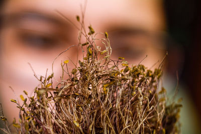 Women and dry flower related each other for their health 