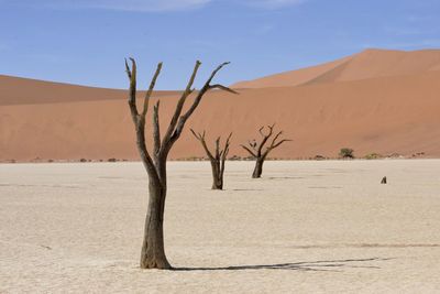 Bare tree in desert against sky