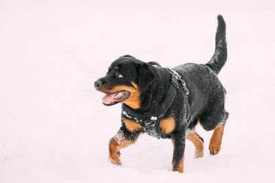 Black dog looking away over snow against white background