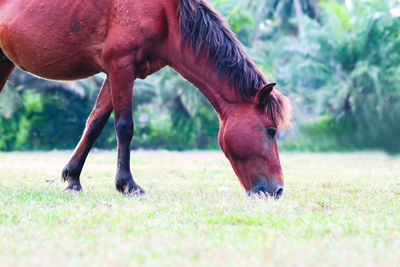 Close-up of a horse on field