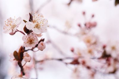 Close-up of cherry blossom