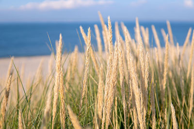 Close-up of stalks in field against sea