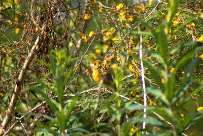 View of an animal on plant