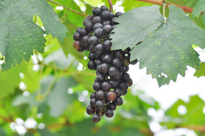 Close-up of berries growing on tree