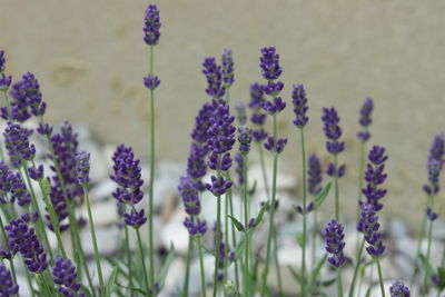 Close-up of purple flowering plants