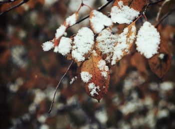 Close-up of frozen tree during winter