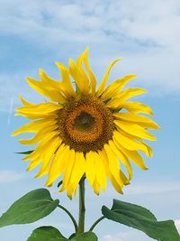 Close-up of sunflower