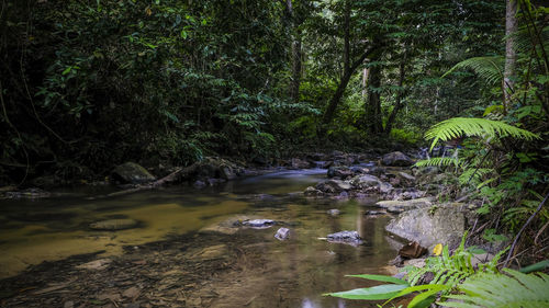 River flowing amidst trees in forest