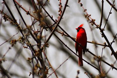 Bird perching on branch