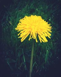 Close-up of yellow flower blooming outdoors