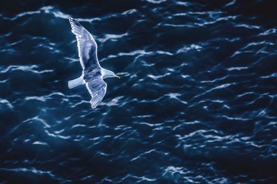 High angle view of seagull flying over sea