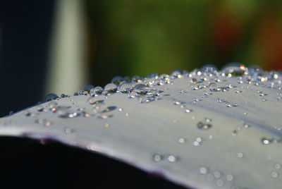Close-up of raindrops on leaf