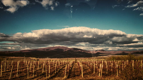 Scenic view of agricultural field against sky