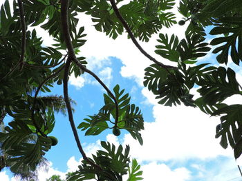 Low angle view of tree against sky